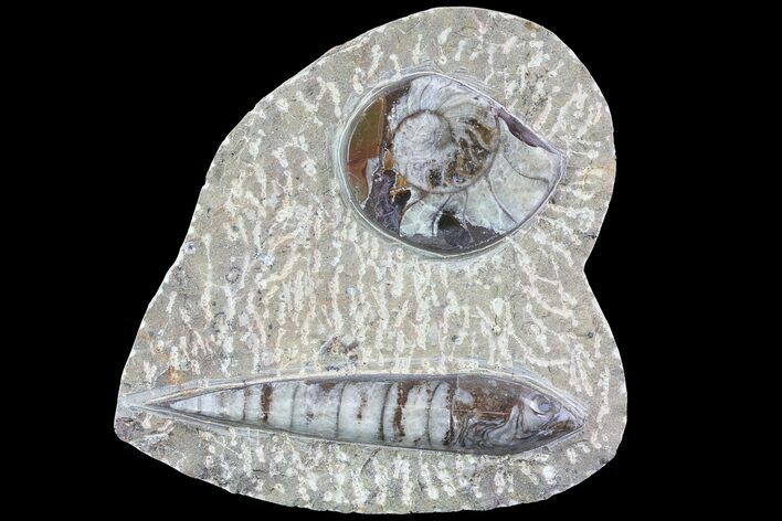 Fossil Goniatite & Orthoceras Display #77207